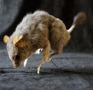 A small furry taxidermied mammal, 