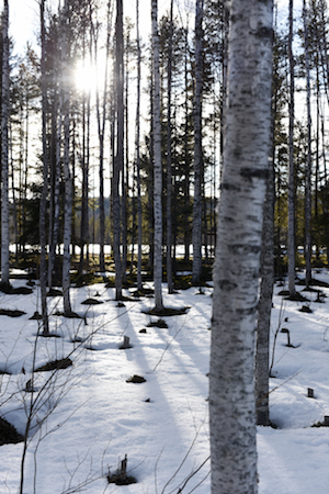 Birch trees in the snow