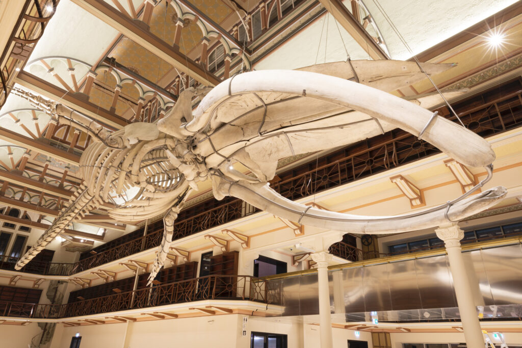 a large whale skeleton hands suspended from the ceiling