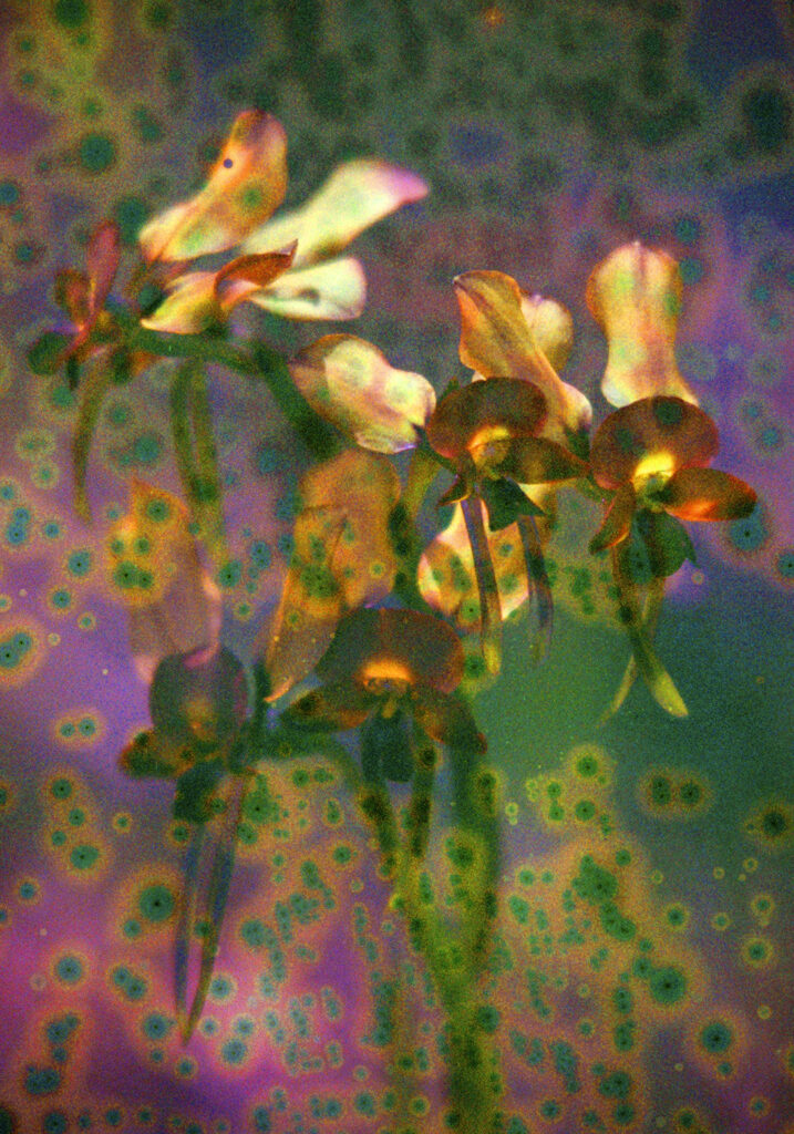 A photograph from 'Everyday Alchemy' by Natalie Blom of a flower, maybe an orchid, washed over in magenta with dots of green surrounded by orange. The effect is psychedelic.