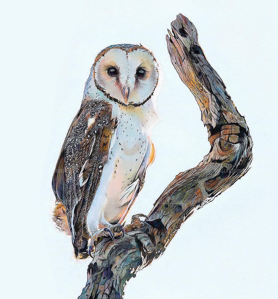 A beautifully drawn brown and white owl perches on a solitary branch. This is an illustration from the exhibition Bird Brains at ArtGeo Cultural Complex.